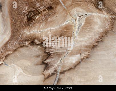 Makrofotografie der Details eines versteinerten Holzes aus der Miozene-Epoche in Oregon Stockfoto