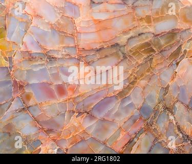 Nahaufnahme der Strukturdetails eines bunten versteinerten Holzes aus Arizona; Araucarioxylon arizonicum aus der Chinle Formation; spätes Triassi Stockfoto