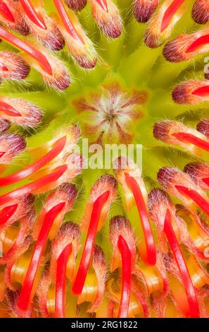 Makroansicht mit Blick nach unten in das Innere einer Kissenblüte von protea (Leucospermum) Stockfoto