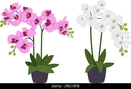 Zwei Orchideen in Blumentöpfen, isoliert auf weißem Hintergrund. Verschiedene Arten von bunten Blüten, wunderschöne Flora, blühende Orchideen Designelemente. Vektor des Blumentopfes mit Blattblüten-Illustration Stock Vektor