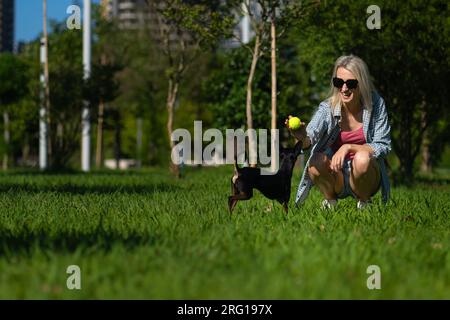 Eine junge, lächelnde blonde Frau in Sonnenbrille, Shorts und Hemd wirft einen gelben Ball zu einem Spielzeugterrier auf dem Gras im Park. Draußen mit einem Haustier zu spielen Stockfoto