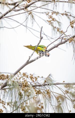 Rainbow Lorikeet sitzt in Branch, fotografiert von unten im Hintergrund, Queensland, Australien. Stockfoto