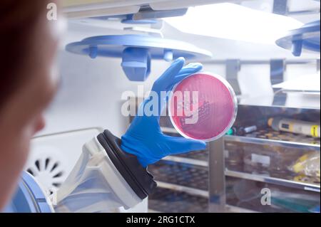 petrischale mit Bakterienkultur im Labor gegen helles Licht Stockfoto