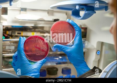 Mikrobiologe hält zwei Petrischalen mit Bakterienkultur Stockfoto