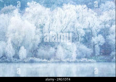 Eisbedeckte Bäume am Ufer des Moesels mit Reflexionen im Wasser, Deutschland. Stockfoto