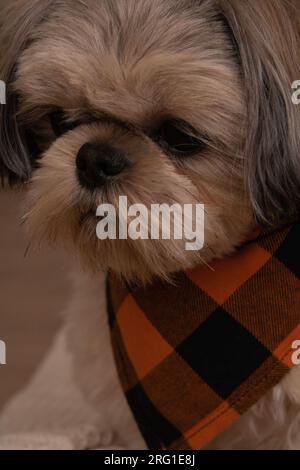 Foto des reinrassigen Hundes Shih Tzu, der auf der Couch liegt Stockfoto