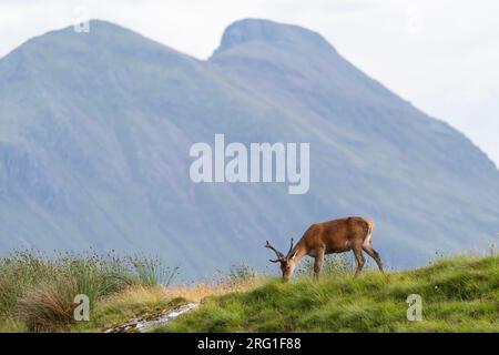 Rotwild und Quinag, Lairg, Schottland, Großbritannien. 15. Juli 2023. Foto von Richard Holmes. Stockfoto