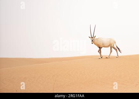 Ein arabisches Oryx im leeren Viertel, Vereinigte Arabische Emirate Stockfoto