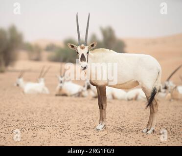 Ein arabisches Oryx im leeren Viertel der Vereinigten Arabischen Emirate Stockfoto