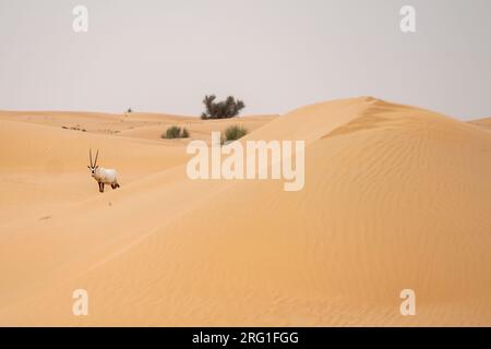 Ein arabisches Oryx im leeren Viertel der Vereinigten Arabischen Emirate Stockfoto