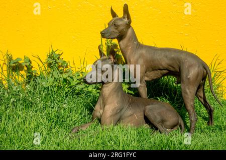 Xoloitzcuintles, der Nationalhund von Mexiko Stockfoto