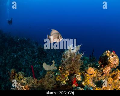 Französische Angelfische und Taucher schwimmen auf dem Korallenriff in Utila Stockfoto