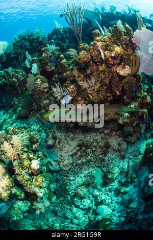 Kostenloser schwimmender grüner Muränen (Gymnothorax funebris) in Utila Stockfoto