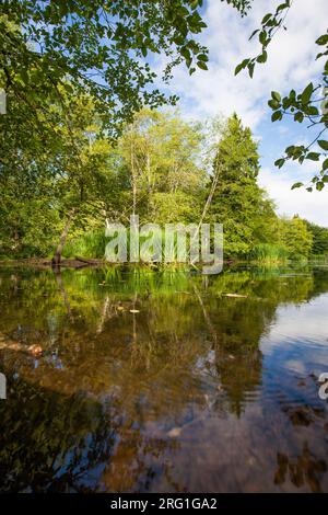 Üppiges Frühlingslaub, das sich in einem ruhigen See spiegelt. Stockfoto