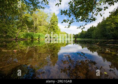 Üppiges Frühlingslaub, das sich in einem ruhigen See spiegelt. Stockfoto