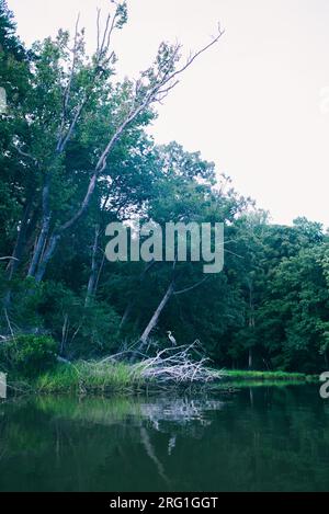 Großer Blaureiher auf einem Ast in der Nähe des Flusses in Maryland Stockfoto