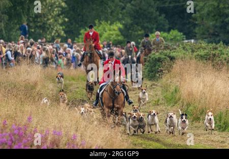 Lauder, Großbritannien. 05. Aug. 2023. Lauder, Schottische Grenzen, Schottland. UK Lauder Common Riding 2023 heute ist der Höhepunkt einer Woche, in der Lauder Common Riding gefeiert wird. Der Cornet führt die Cavalcade rund um den Burgh. Mehr als zweihundert Pferde und Reiter nehmen an der Veranstaltung Teil, die einen historischen Ritt entlang der Grenzen des Burgh of Lauder darstellt. Die Hunde der Lauderdale Jagd, angeführt von Mast Clare Bellamy, folgen den Pferden heute. Bildnachweis: phil wilkinson/Alamy Live News Stockfoto