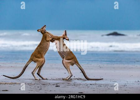 Zwei Kängurus kämpfen am Strand in Cape Hillsborough, Queensland, Australien. Stockfoto