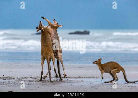 Zwei Kängurus kämpfen am Strand in Cape Hillsborough, Queensland, Australien Stockfoto