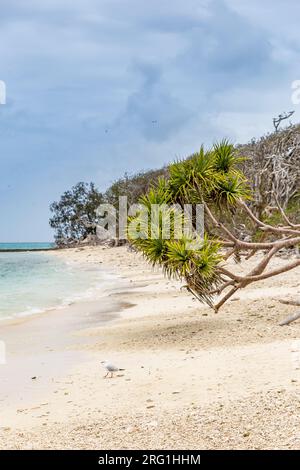 Strand von Lady Musgrave Island mit türkisfarbenem Ozean, Great Barrier Reef, Queensland, Australien. Stockfoto