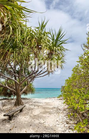 Strand von Lady Musgrave Island mit türkisfarbenem Ozean, Great Barrier Reef, Queensland, Australien. Stockfoto