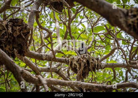 Black Noddy Tern Bird Breeding on Pisonia Tree on Lady Musgrave Island, Great Barrier Reef, Queensland, Australien. Stockfoto