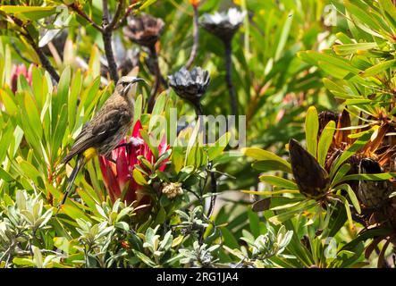 Cape Sugarbird (Promerops cafer) hoch oben auf Protea Blume in der Wildnis im Naturschutzgebiet Cape Point, Westkap, Südafrika Stockfoto