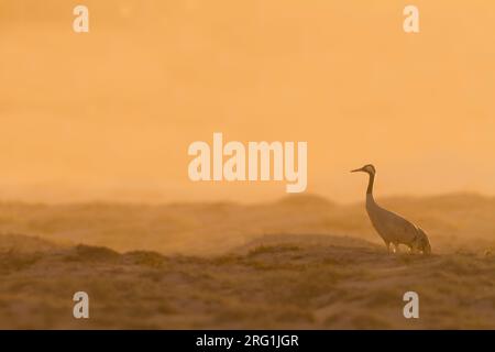 Kranich - Kranich - Grus Grus, Oman, Erwachsene Stockfoto