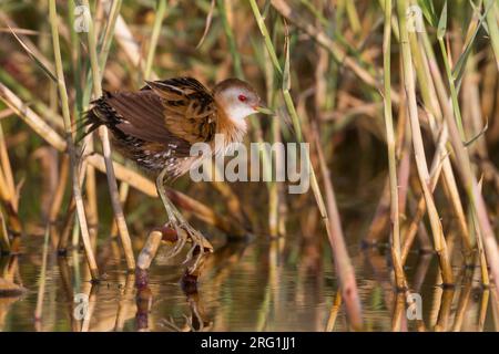 Wenig Crakear - Kleines Sumpfhuhn - Zapornia parva, Zypern, erwachsene Frau Stockfoto