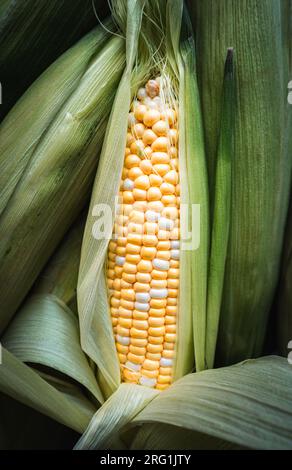 Nahaufnahme von frisch geerntetem Mais auf dem Rumpf in der Hülse. Stockfoto