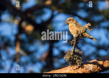 Pot. Schottische Gegenwechsel - Schottischer Kreuzschnabel - Loxia scotica (?), Schottland, 1 Cy, männlich Stockfoto