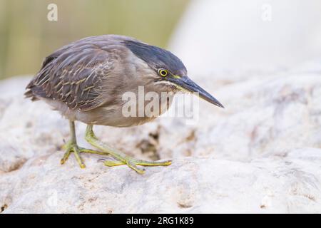 Gestreift Heron - Mangrovereiher Butorides striata - ssp. brevipes, Oman, 1. CY Stockfoto