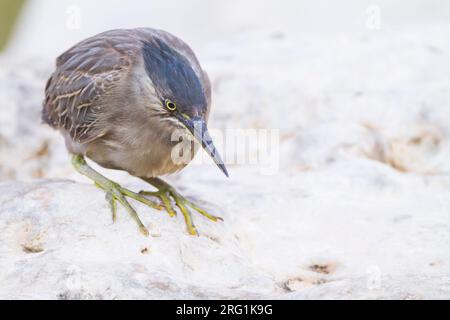 Gestreift Heron - Mangrovereiher Butorides striata - ssp. brevipes, Oman, 1. CY Stockfoto