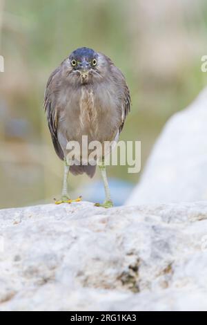Gestreift Heron - Mangrovereiher Butorides striata - ssp. brevipes, Oman, 1. CY Stockfoto