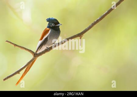 Afrikanische Paradies - Fliegenfänger - Betriebsprüfungen in Paradiesfliegenschnäpper - Terpsiphone viridis ssp. harterti, männlichen Erwachsenen Stockfoto