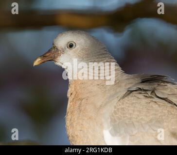 Ringeltaube - Columba palumbus Ringeltaube - ssp. Palumbus, Deutschland, Erwachsene Stockfoto