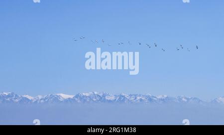 Herde Demoiselle Krane - Jungfernkranich Anthropoides virgo-, Kasachstan, Migration über die hohen Berge Stockfoto