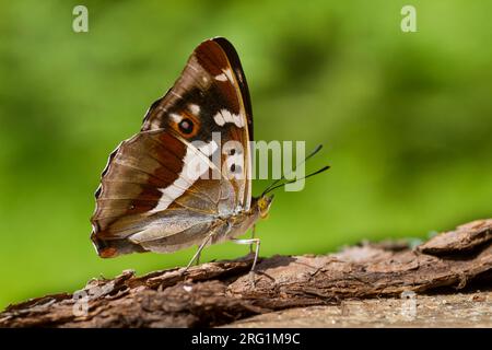 Lycaena iris-lila Empereor - großer Schillerfalter, Deutschland (Baden-Württemberg), Imago Stockfoto