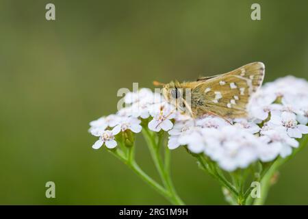 Hesperia comma-Silver-spotted Skipper - Komma-Dickkopffalter, Deutschland (Baden-Württemberg), Imago Stockfoto