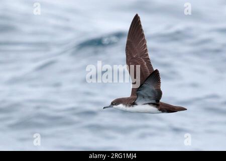 Galapagos Shearwater (Puffinus subalaris) im Flug auf See, Galápagos-Inseln, Ecuador Stockfoto