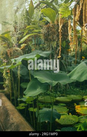 Seerosen treiben auf dem ruhigen Wasser des botanischen Gartens Stockfoto