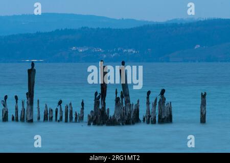 Herde von großer Kormorane (Phalacrocorax carbo sinensis) Unterarten ruht auf Holzpfähle in Berg See in der Schweiz. Stockfoto