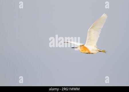 Squacco Heron, Ardeola ralloides ssp. ralloides, Kroatien, nach Zucht Gefieder im Flug. Stockfoto