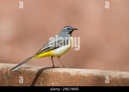 Erwachsene männliche Gebirgsstelze (Motacilla cinerea ssp. cinerea) auf dem Boden in Marokko thront. Stockfoto