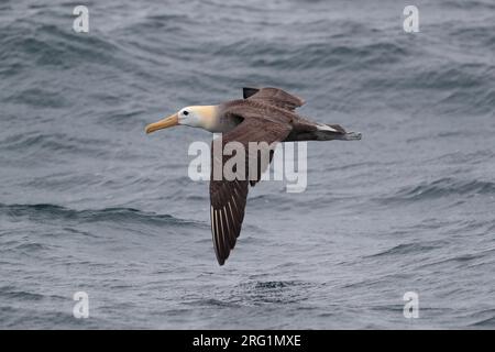 Waved Albatross (Phoebastria irrorata), Seitenansicht - im Flug auf dem Meer in der Nähe der Galapagosinseln, Ecuador November 2017 Stockfoto