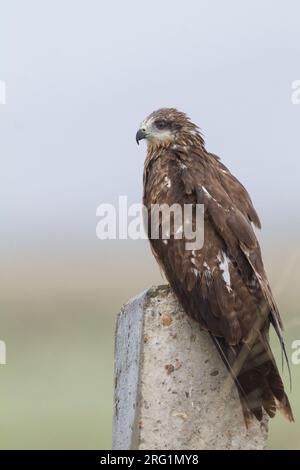 Hybrid (östlichen) Schwarzer Milan (MILVUS MIGRANS migrans x lineatus), Kasachstan, 2. CY Stockfoto