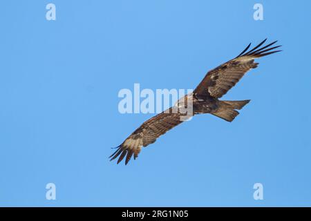 Hybrid (östlichen) Schwarzmilan, MILVUS MIGRANS migrans x lineatus, Kasachstan, im zweiten Jahr Vogel im Flug von unten gesehen. Stockfoto