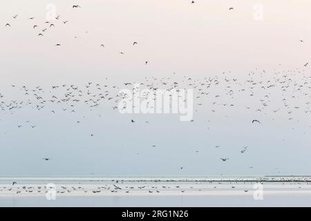Eine große Zahl von Vögel im Wattenmeer auf der Insel Nordstrand, Deutschland. Stockfoto