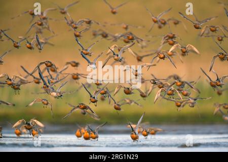 Herde der rote Knoten (Calidris Canutus), Deutschland, erwachsene Vögel im Sommer Gefieder weg von Rast- Bereich. Stockfoto