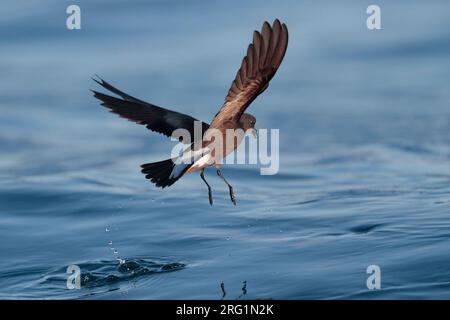 Wedge-rumped Storm-Petrel (Hydrobates tethys), in der Nähe der Galápagos-Inseln, des östlichen Pazifischen Ozeans, Ecuador Stockfoto